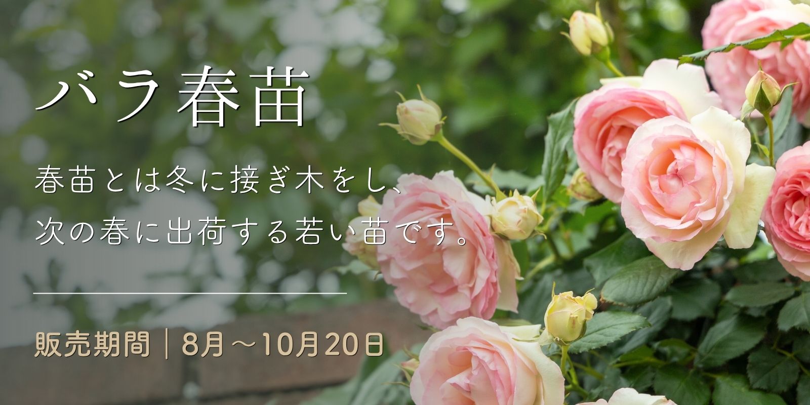 春苗（新苗） バラ苗通販｜バラと庭あそび京阪園芸公式ショップ