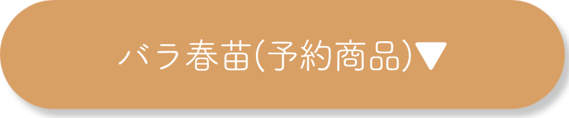バラ春苗（予約商品）