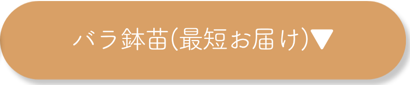 バラ鉢苗（最短お届け）