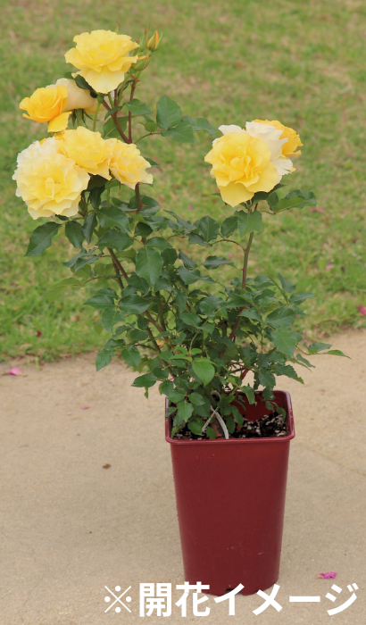 秋苗の開花イメージ