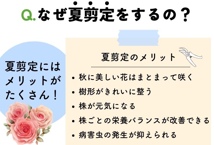 なぜ夏剪定をするの？夏剪定のメリット 秋に美しい花はまとまって咲く 樹形がきれいに整う 株が元気になる 株ごとの栄養バランスが改善できる 病害虫の発生が抑えられる