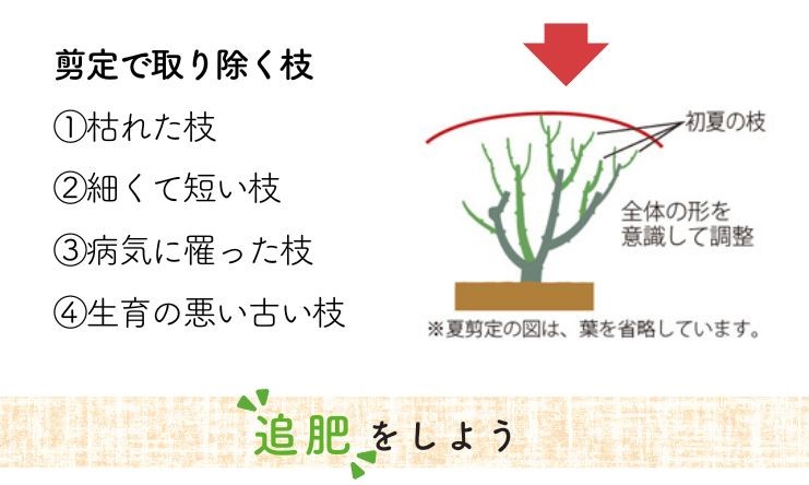 剪定で取り除く枝①枯れた枝②細くて短い枝③病気に罹った枝④生育の悪い古い枝 夏剪定したら忘れず追肥しよう