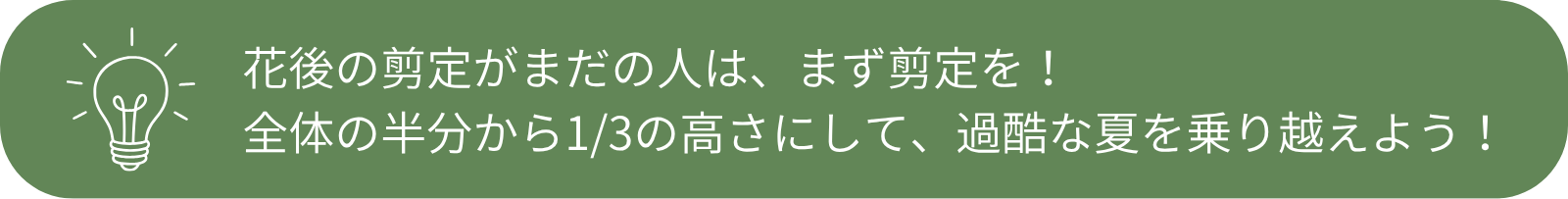 花後の剪定がまだの人はまず剪定を！全体の半分から1/3の高さにして、過酷な夏を乗り越えよう！