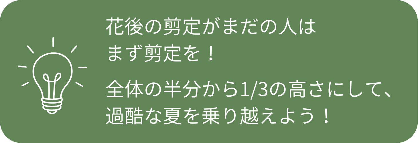 花後の剪定がまだの人はまず剪定を！全体の半分から1/3の高さにして、過酷な夏を乗り越えよう！