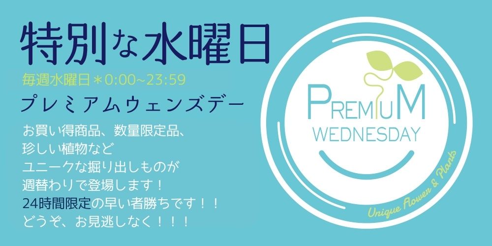京阪園芸のプレミアムウェンズデー