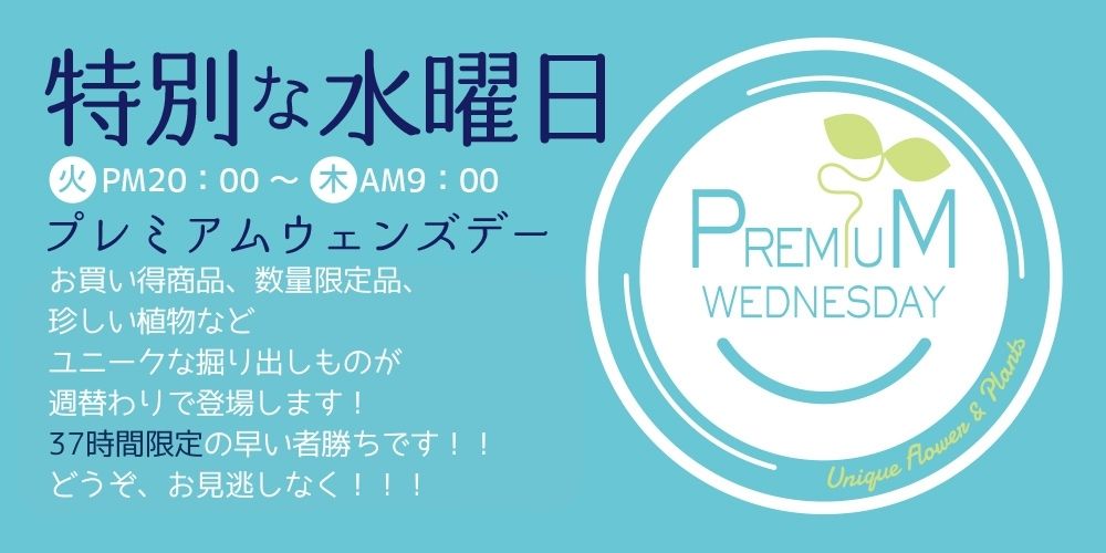京阪園芸のプレミアムウェンズデー