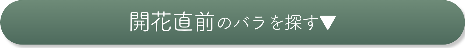 開花直前のバラを探す