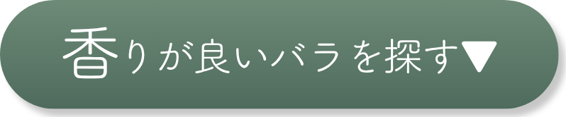 香りが良いバラを探す