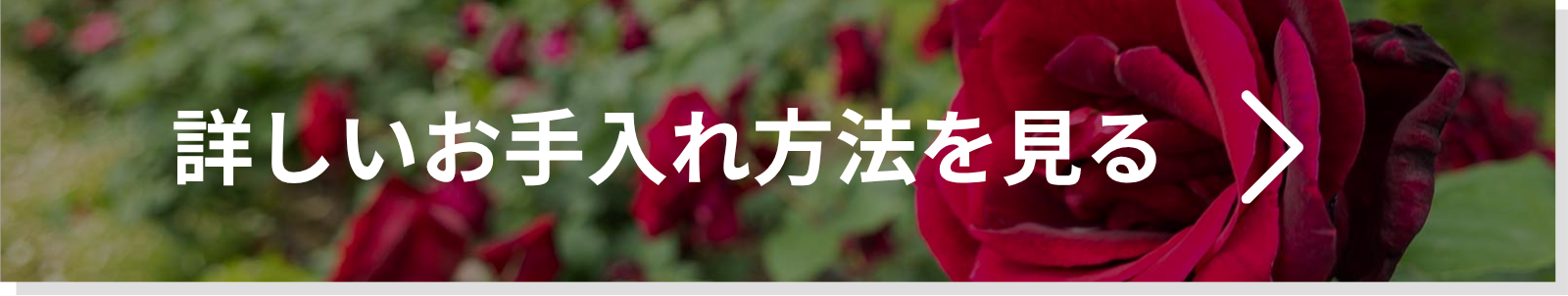 詳しいお手入れ