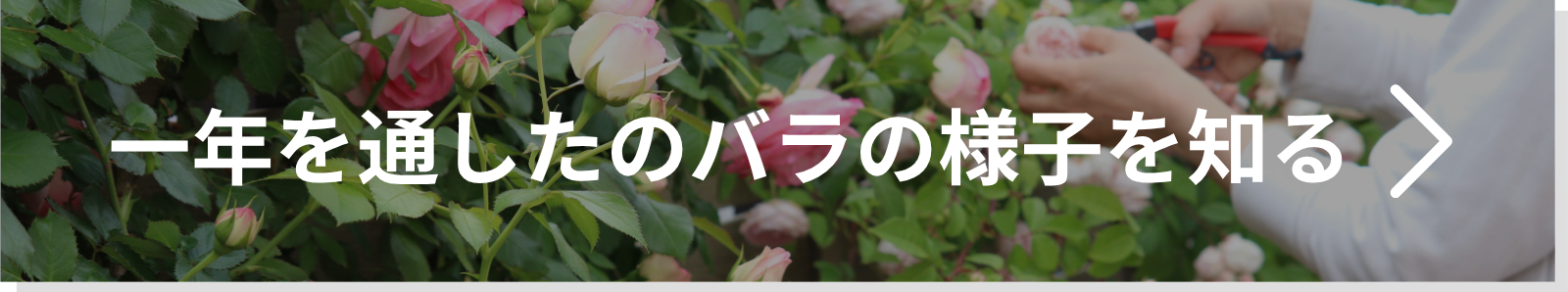 一年を通したバラの様子を知る