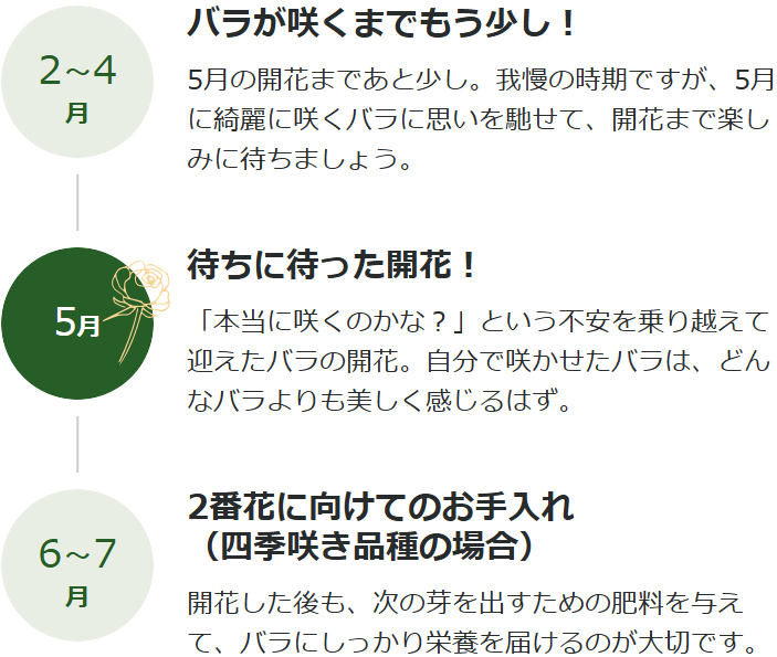 バラの成長スケジュール（2-4月は開花前、5月に開花、6-7月は2番花に向けたお手入れ）
