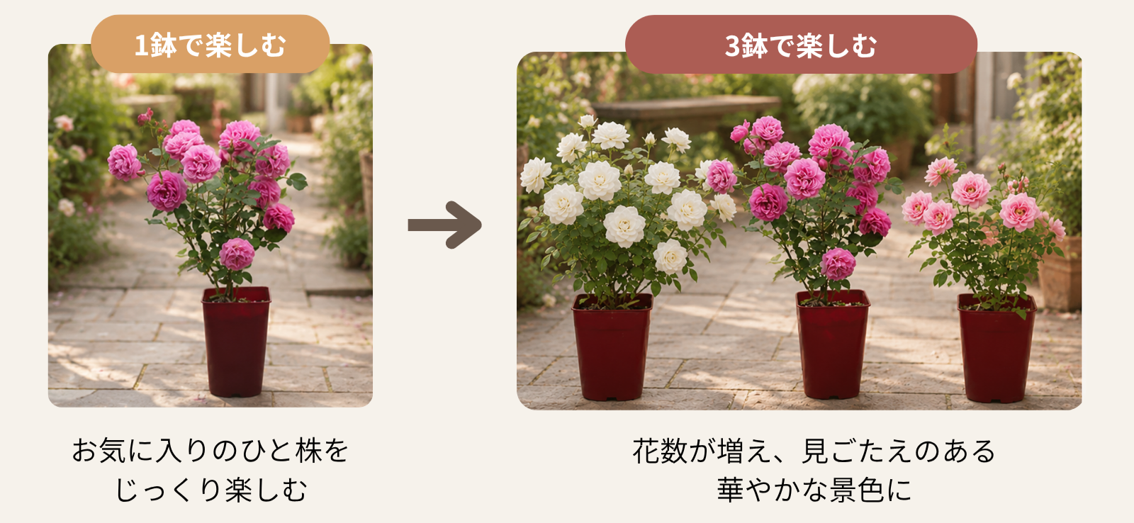 バラは組み合わせるともっと素敵に