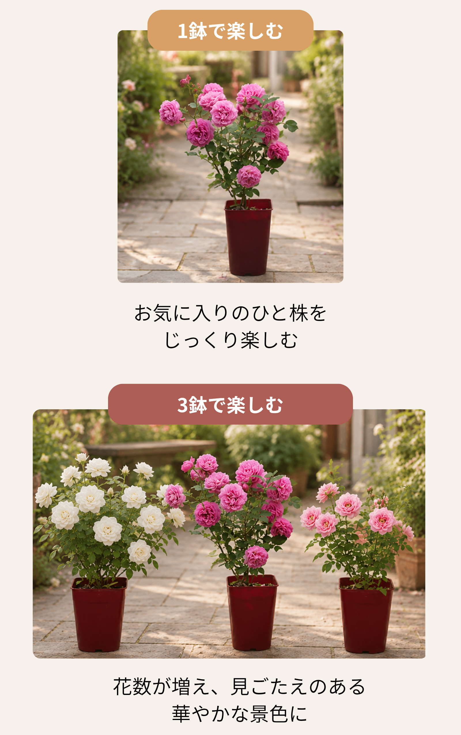バラは組み合わせるともっと素敵に