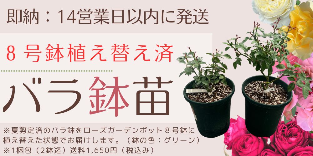 ８号鉢に植え替え済み　即納バラ鉢苗