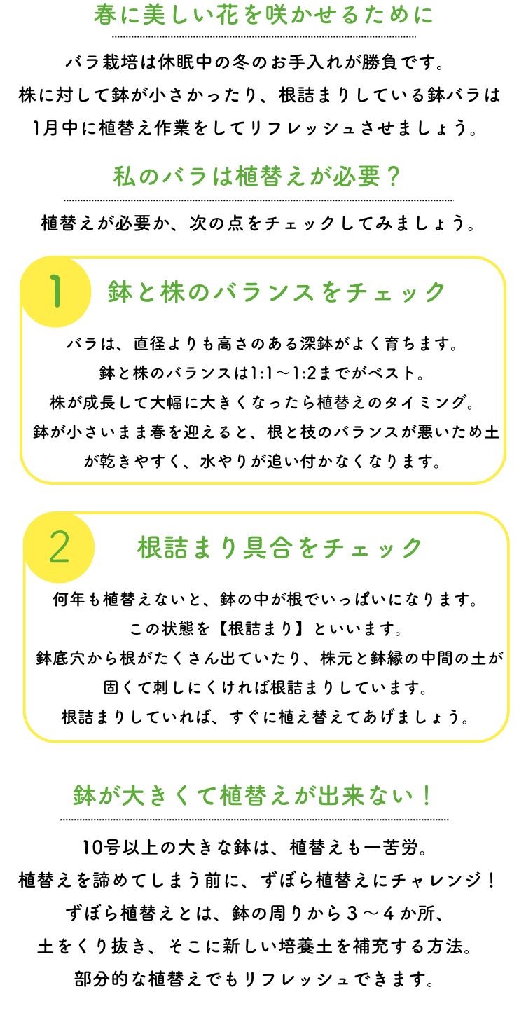 春に美しい花を咲かせるために。バラ栽培は休眠中の冬のお手入れが勝負です。
株に対して鉢が小さかったり、根詰まりしている鉢バラは1月中に植替え作業をしてリフレッシュさせましょう。私のバラは植替えが必要？植替えが必要か、次の点をチェックしてみましょう。鉢と株のバランスをチェックバラは、直径よりも高さのある深鉢がよく育ちます。
鉢と株のバランスは1:1～1:2までがベスト。
株が成長して大幅に大きくなったら植替えのタイミング。
鉢が小さいまま春を迎えると、根と枝のバランスが悪いため土が乾きやすく、水やりが追い付かなくなります。