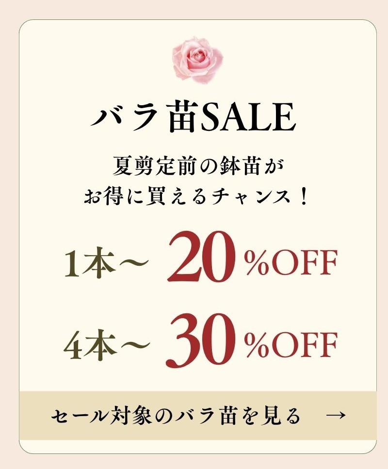 夏剪定後にお届けバラ苗