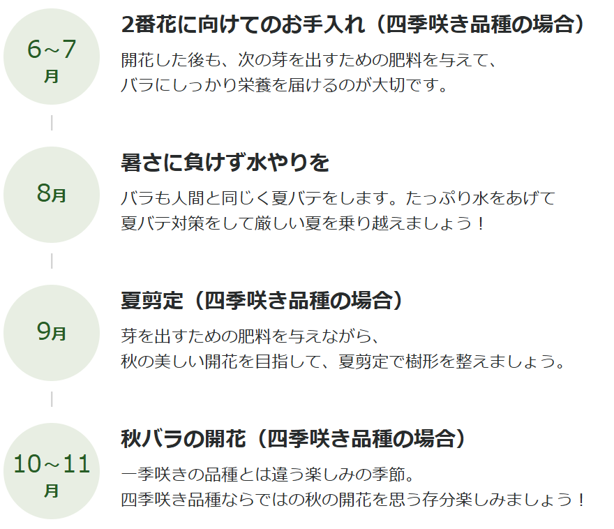 バラの成長スケジュール（6月～夏越し、秋の開花までの流れ）