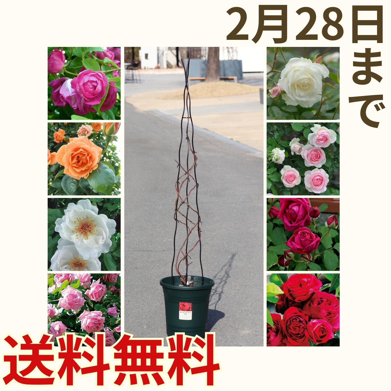 誘引済みのつるバラのバナー