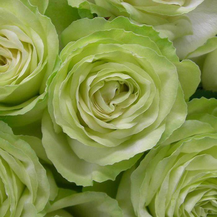 ナチュラルホワイトの花色に、爽やかなライムグリーン色をしたわかなというバラの画像