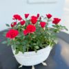 【 ミニバラ 】 送料込 「リエールオーバル」 かわいい バラの鉢植え 花色が選べる プレゼント ギフト