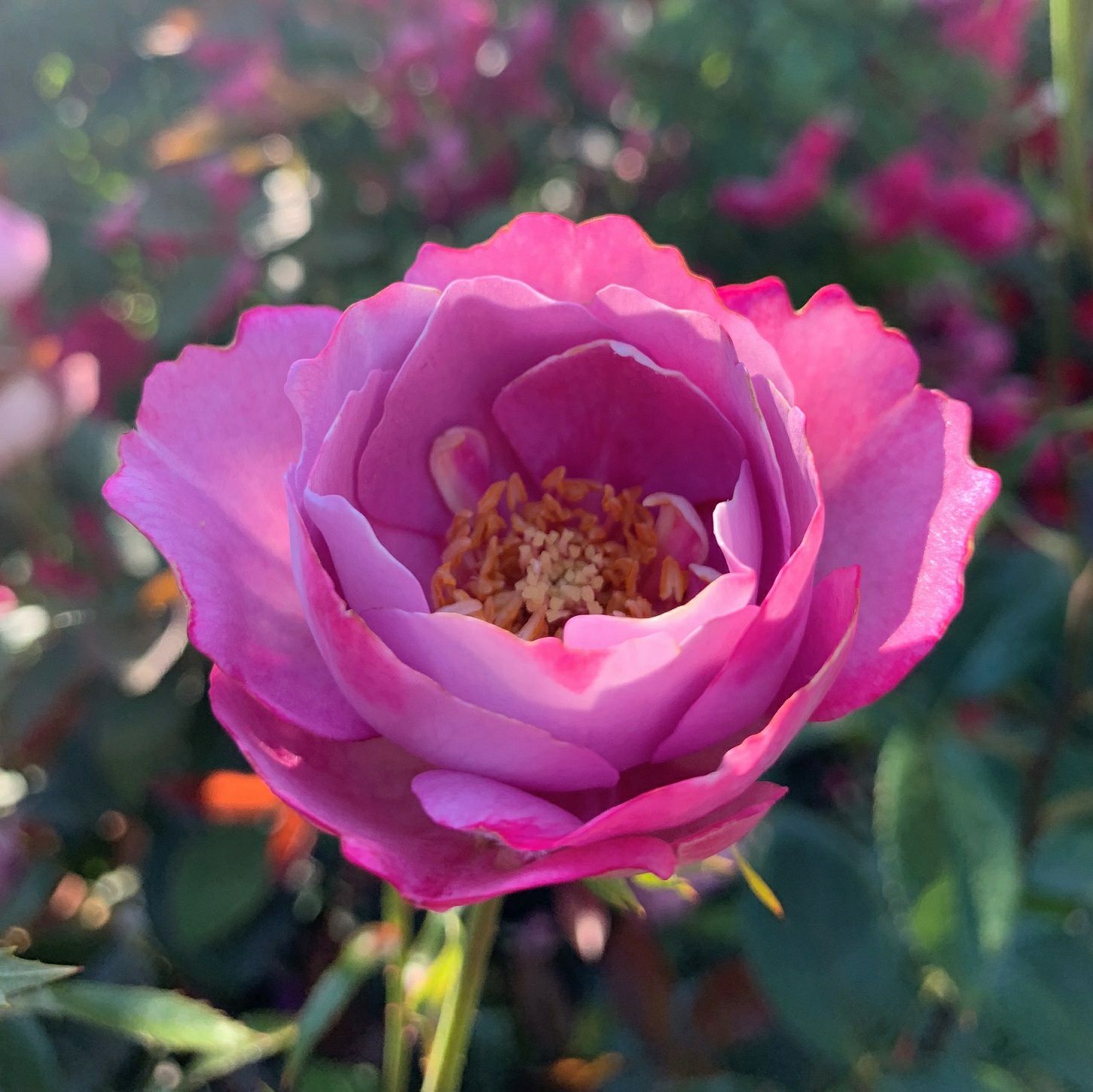 ブルドゥパルファム]秋苗｜バラと庭あそび京阪園芸公式ショップ