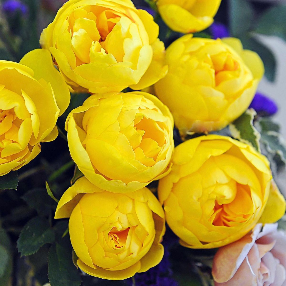 鮮やかな純黄色をしたルミエールというバラの画像