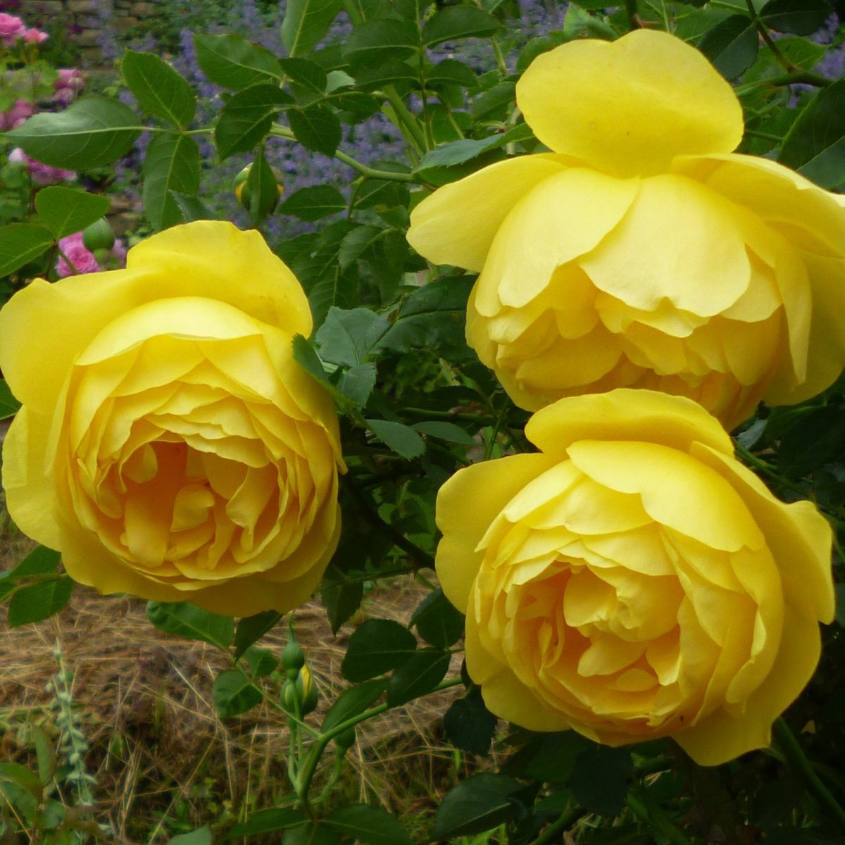 鮮やかな純黄色をしたルミエールというバラの画像