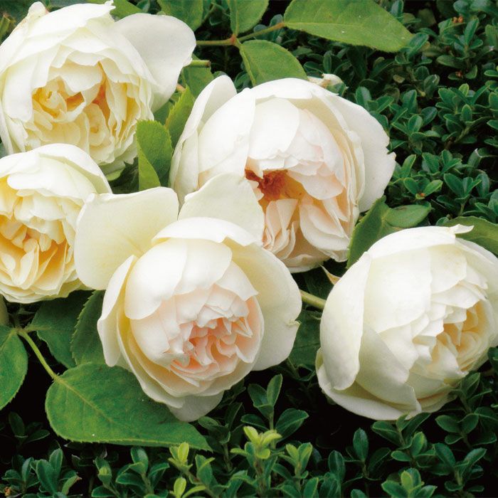 淡く優しいシャンパン色をしたラプティットポワールというバラの画像