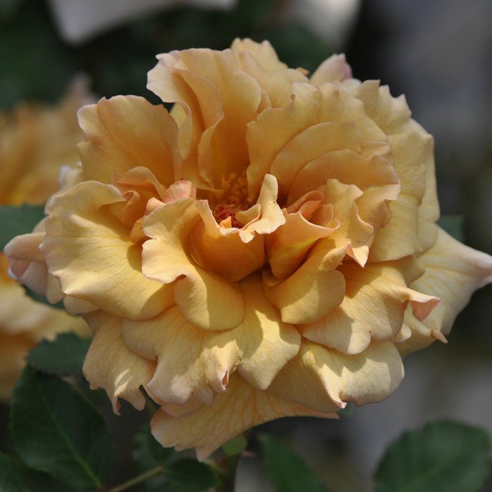 ゴールドにアプリコットやオレンジを混ぜ合わせたようなはつねというバラの画像