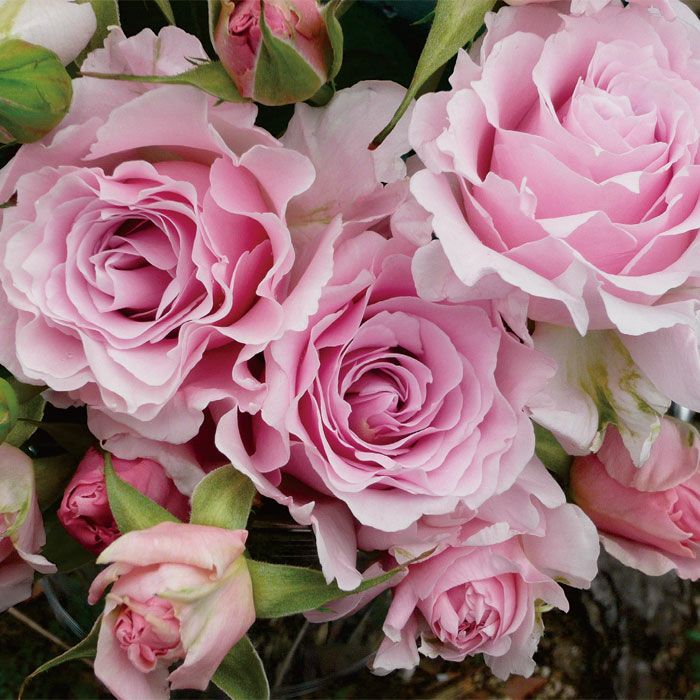 春はさくらピンク、秋にはライラックピンク色をしたラマリエというバラの画像