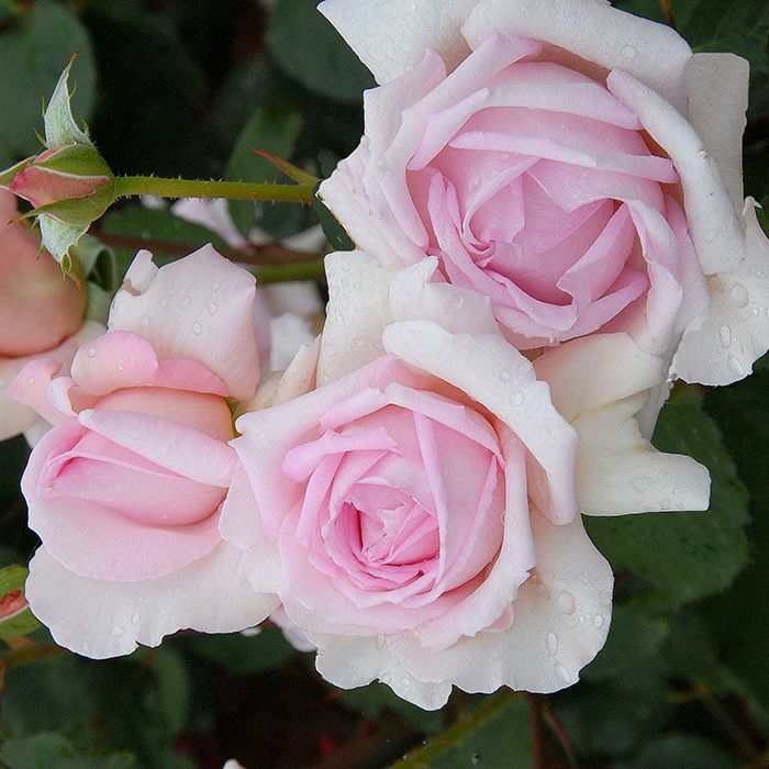 キュートなスイートピンク色をしたフレグラントヒルというバラの画像