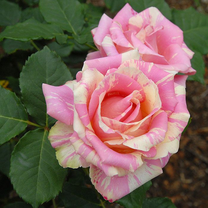 フレジェ]秋苗｜バラと庭あそび京阪園芸公式ショップ