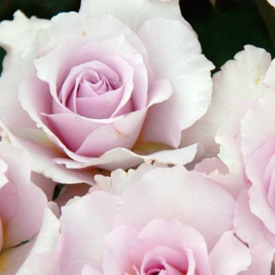 朝比野文雄　10号薔薇 朝比野文雄 10号薔薇 2025/5/14 今朝の様子 ちょっとずつ咲い