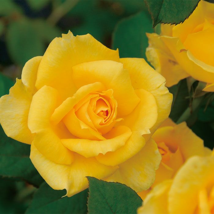 鮮やかな黄色のニケというバラの画像