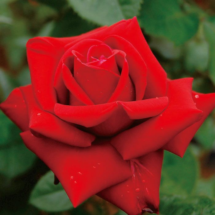 深みのある鮮やかな赤色をしたローズオオサカというバラの画像