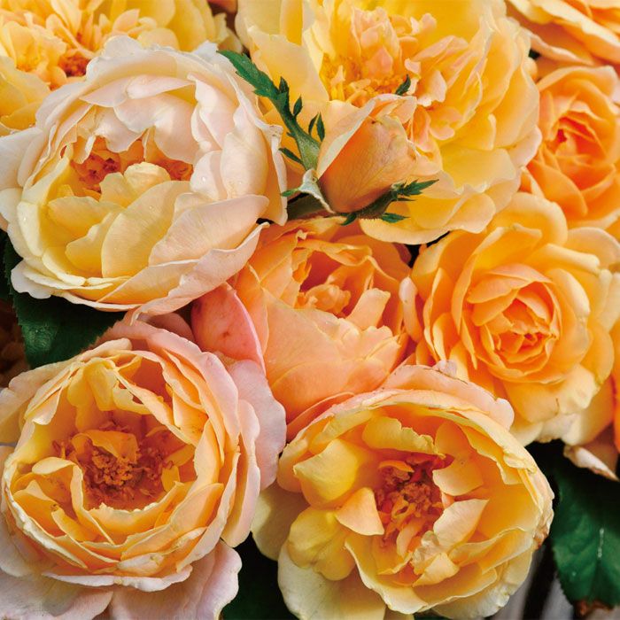 黄色とオレンジ色をしたソレイユヴァルティカルというバラの画像