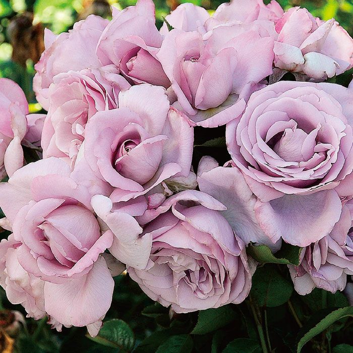 薄紫色をしたローズシナクティフというバラの画像