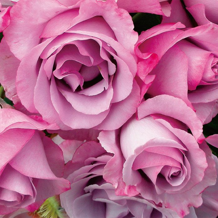 やや青みを帯びた淡いピンク色をしたディオレサンスというバラの画像