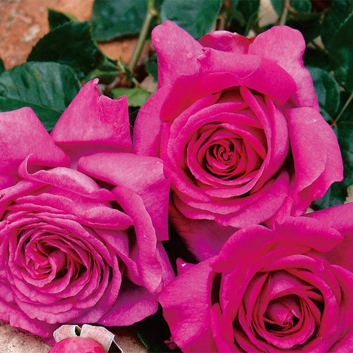 華やかなローズピンク色をしたシャルトルーズドゥパルムというバラの画像