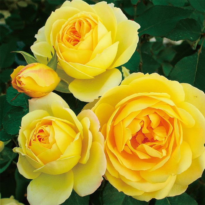 まばゆいゴールデン色をしたカスクドールというバラの画像