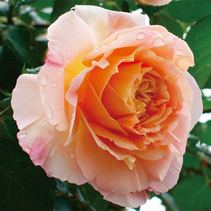 ピュアなホワイト色をしたガブリエルというバラの画像