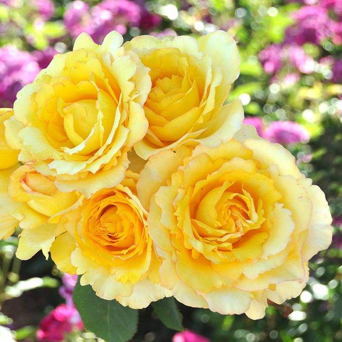 鮮やかなビタミンイエロー色をしたヴァンデグローヴというバラの画像