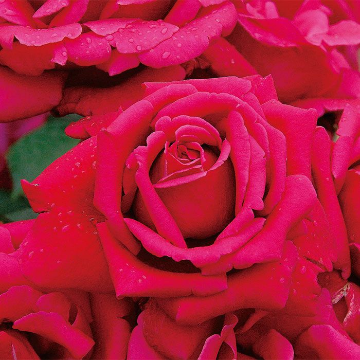 ピンク系の赤色をしただんじり囃’０２というバラの画像