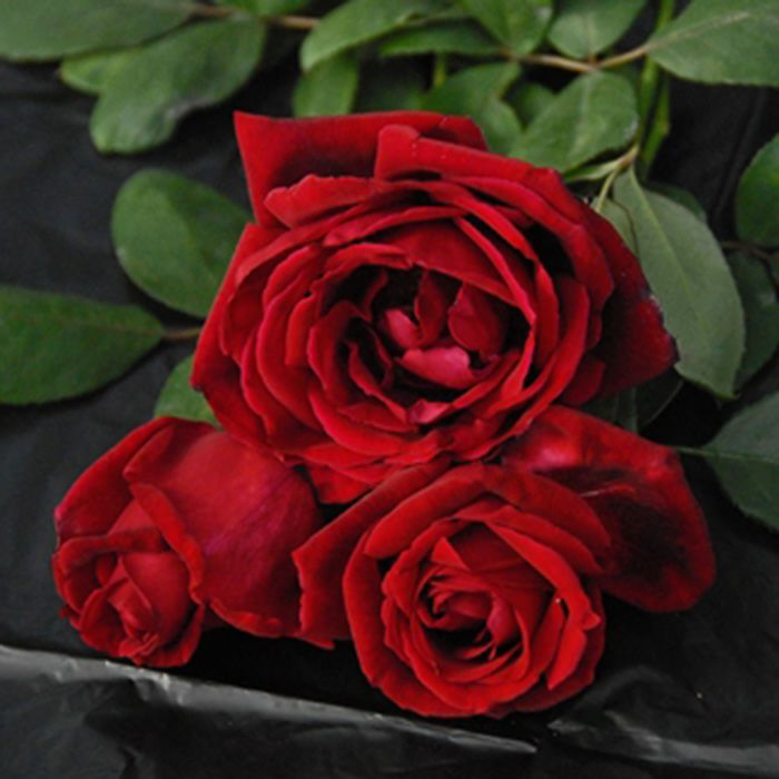 深みのある黒赤色をしたクリムソングローリーというバラの画像