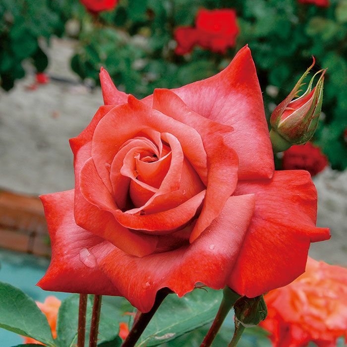 ブラックティ]春苗｜バラと庭あそび京阪園芸公式ショップ