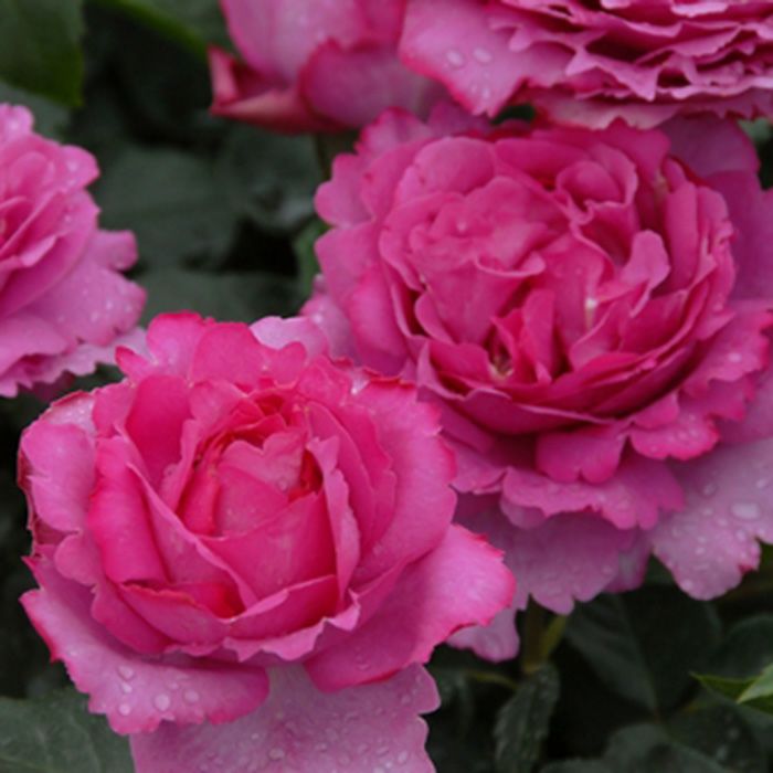 濃いピンク色をしたイヴピアジェというバラの画像