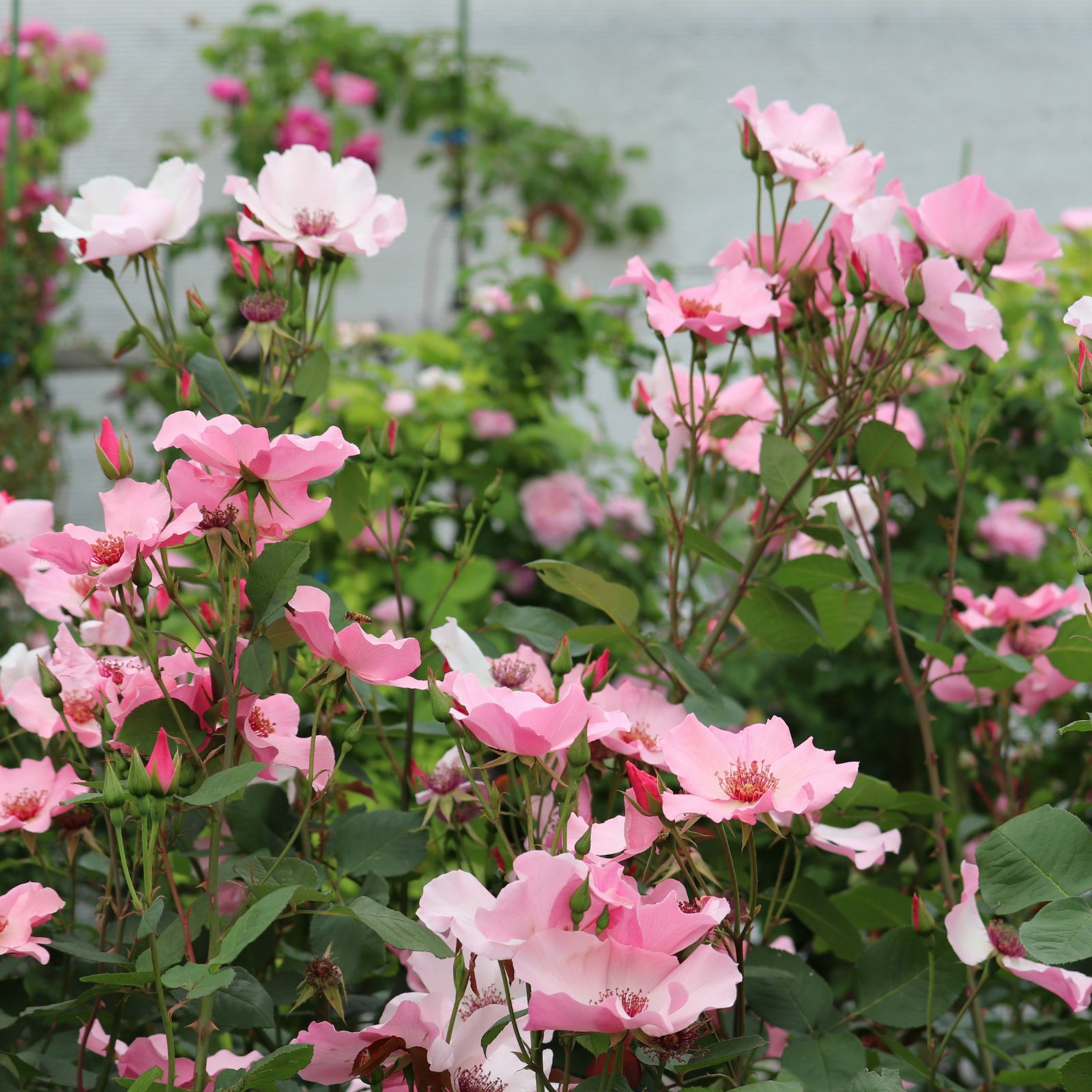 淡いピンク色をしたデンティベスというバラの画像