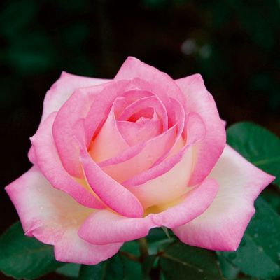 白地に桃色をしたプリンセスドゥモナコというバラの画像