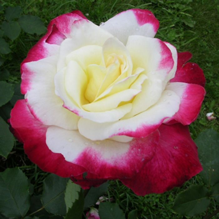 淡いクリームイエローに赤色をしたダブルデライトというバラの画像