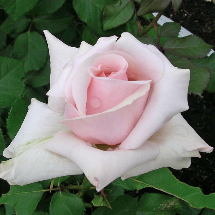 ベージュをそっと含ませたソフトピンク色をしたオフェリアというバラの画像